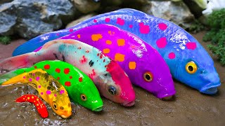 Stop Motion Cooking ASMR - Rainbow Eel, Koi Fish Mukbang Animation, Colorful Eggs - Catfish Pool