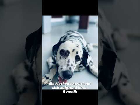 Dalmatiner - 3 Fakten die Du bestimmt noch nicht wusstest!