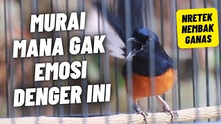 Download lagu MURAI BATU GACOR FULL ISIAN TEMBAKAN KASAR KRETEKAN KERAS AMPUH MEMANCING MURAI BATU EMOSI mp3
