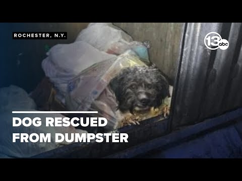 Dog safe after being left behind in Rochester dumpster