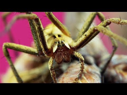 "-N- Uprising"—Experimental Video About the Insect Cycle and Flowers