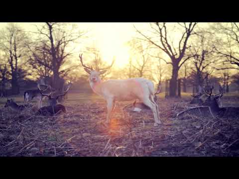 Abraham Hicks 2018 ☕ Understanding Animals