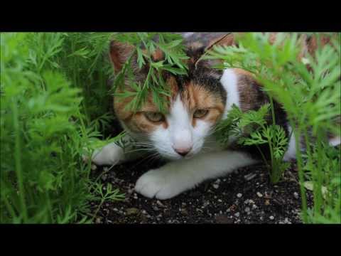 Peer Kusiv - Natur & Techno (Full Album)