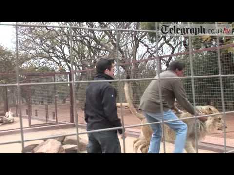 Telegraph journalist gets mauled by Lion