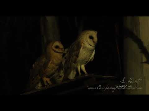 Barn Owls check out a nesting box