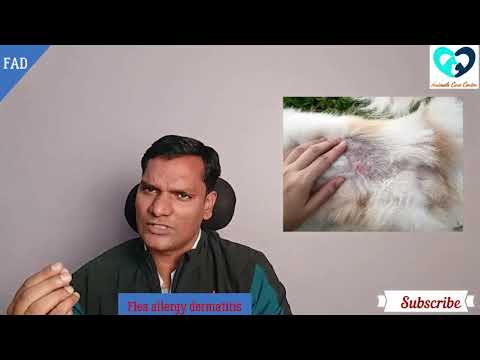 Flea allergy dermatitis/Flea bite hypersensitivity in dog & cat by Dr. Jeelani