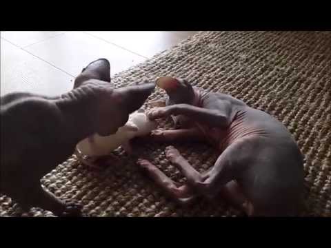 Sphynx kittens playing together