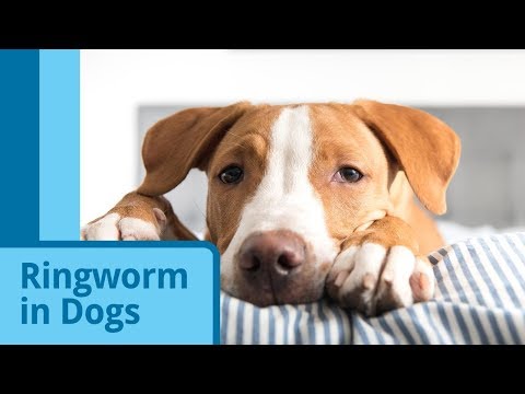 Ringworm in Dogs