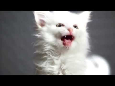 😻Cat cute music song cats Nisa😻 #cats #cat #song #music