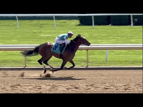 Star in the Making: Scylla, Full Sister to Tacitus, Daughter of Close Hatches Debuts at Keeneland