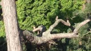 Aldeburgh's young Kestrels - First feed of the day