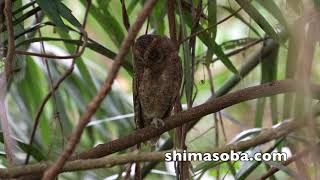 リュウキュウコノハズクのねぐら、カタグロトビ、カンムリワシ(動画あり)