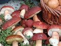 ОЙ,ГРИБЫ,ГРИБОЧКИ 