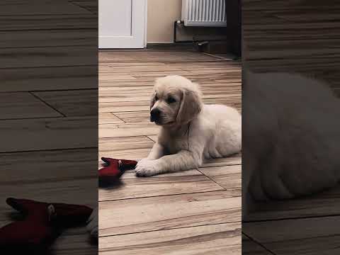 Golden Retriever puppy for sale