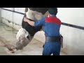 Slaughterhouse A Very Scary Video On Slaughtering Cattle