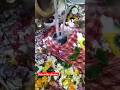 Bhooto Ka Swami Bhootnath Namami Jai Shortsvideo