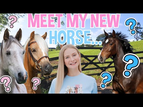 MEET MY NEW HORSE...