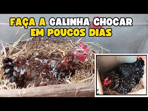 Com fazer a GALINHA chocar mais RÁPIDO