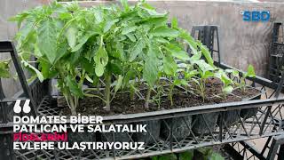 DOMATES,BİBER PATLICAN VE SALATALIK FİDELERİNİ EVLERE ULAŞTIRIYORUZ
