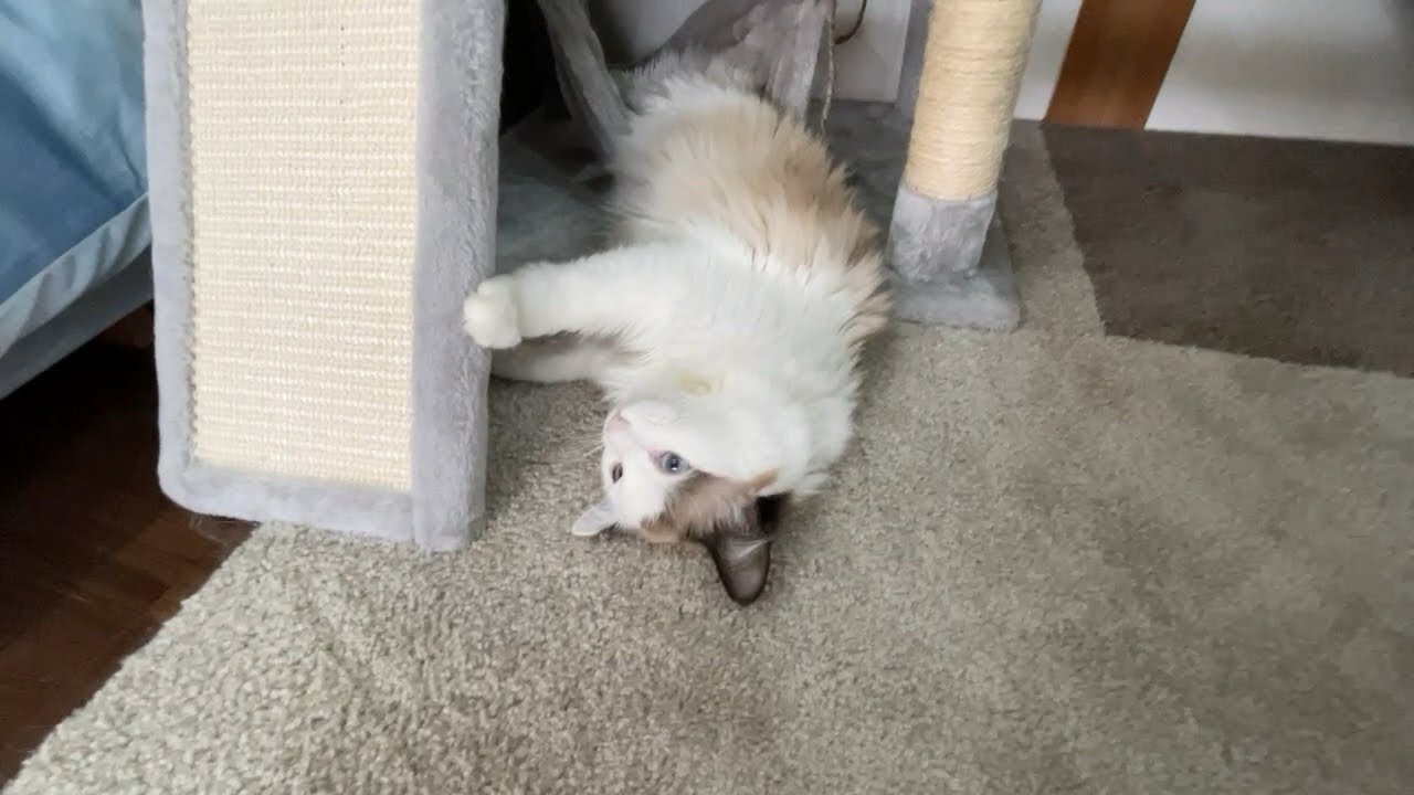 事故です！こぼれて起き上がれなくなった猫すーちゃん