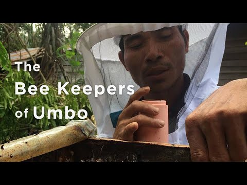 Beehives for life in the Bornean rainforest.