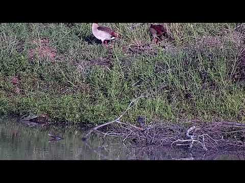 Djuma: Green-backed Heron and Egyptian Goose family - 17:34 - 01/03/22