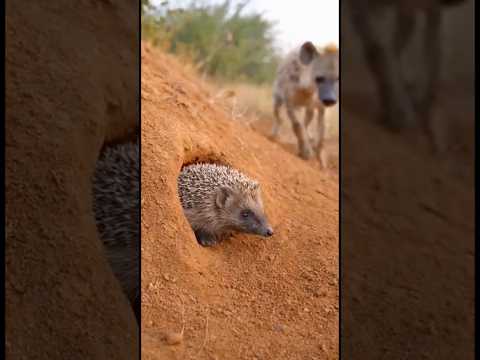Hyena vs Hedgehog 🦔😱 Tiny Spikes, Huge Drama!｜ハイエナとハリネズミの大騒動 #shorts