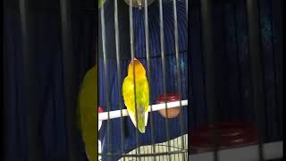 Download lagu Lovebird konslet mirip pusoko #burungjawara #kenaribetina #lovebirdkonslet#lovebird #lovebirdfighter mp3