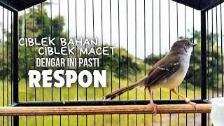 Download lagu suara burung CIBLEK GACOR NGEBREN Pancingan Ciblek Semi bahan jadikan ciblek kristal gacor Tarung mp3