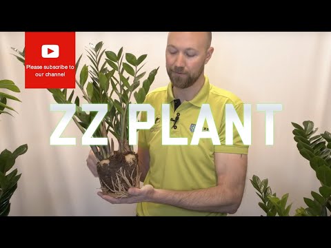 , title : 'Zamioculcas Zamiifolia(ZZ Plant)에 대해 알아야 할 모든 것'