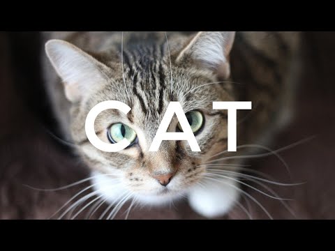 SCIENTIFIC NAME : CAT