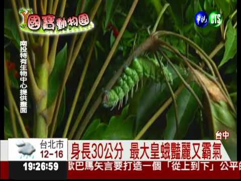 生命短短2週! 美豔皇娥一生驚奇