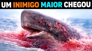 🚨 NÃO SÃO ORCAS! Quem está MATANDO CACHALOTES gigantes no oceano?