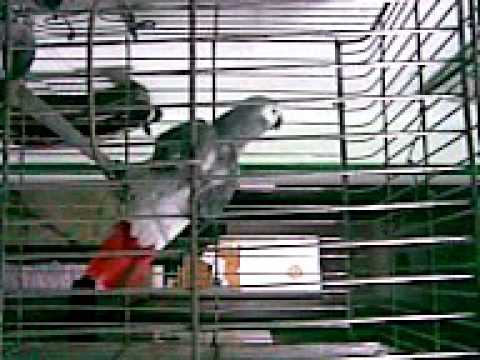 Naughty Parrot Speaks Loudly & Funny