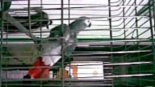 Naughty Parrot Speaks Loudly & Funny
