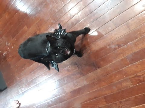 Why the Dawg hates that Pdeo-god, Judeo-God and Christ the fake, all allowing the turds to live on.