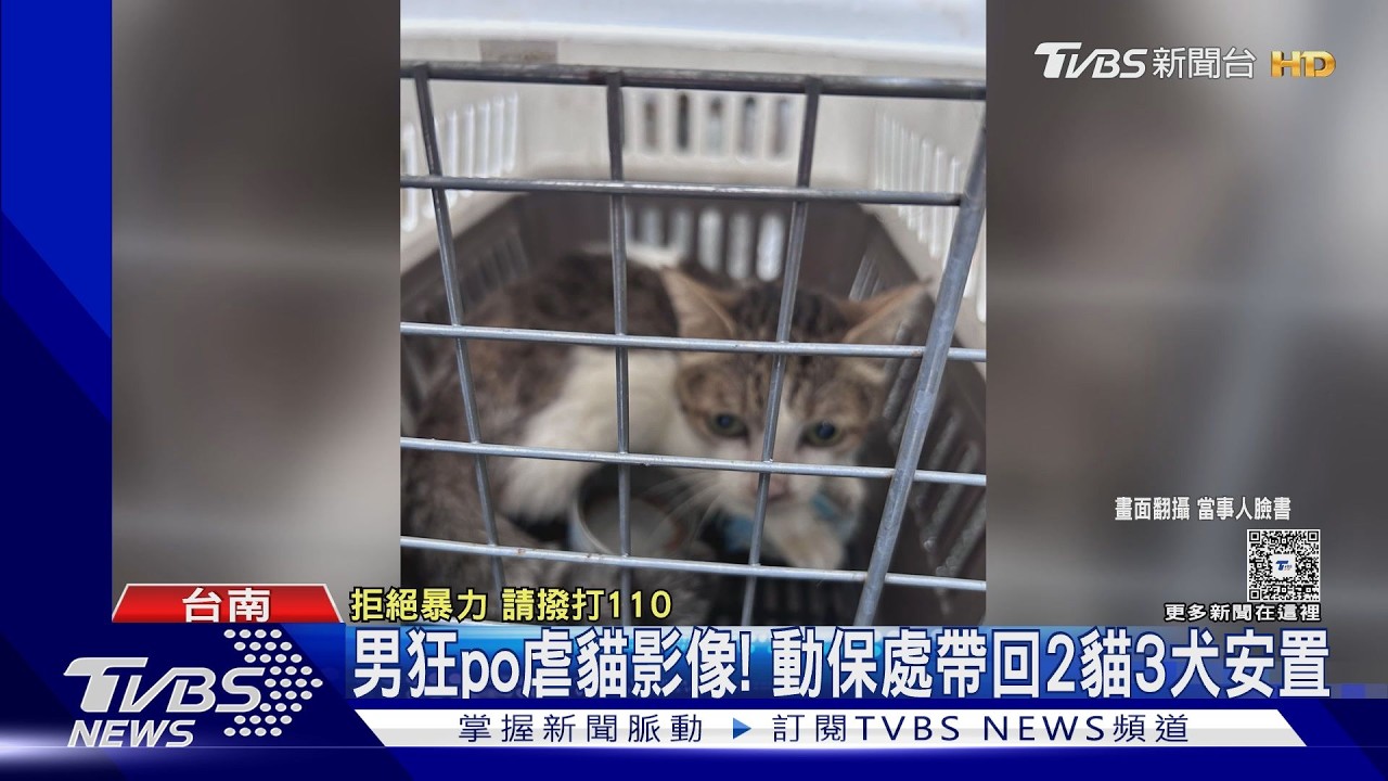 影音／就是他！虐貓男被肉搜動私刑　員警、動保處雨天救貓
