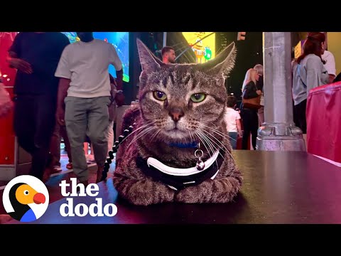 Cat Travels 100 Miles On The Roof Of His Family's Car | The Dodo