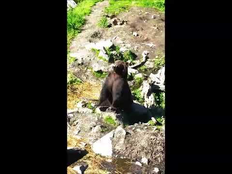 Brown Bear @ Fortress of the Bear Sitka 2014 1 14885353063