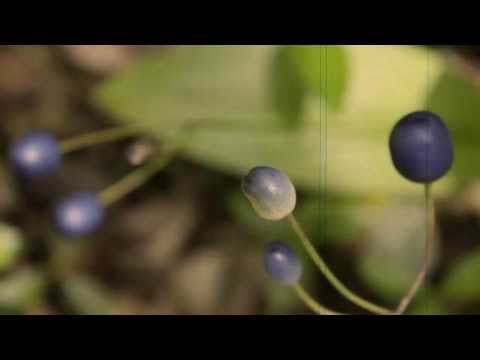 Green Places (Teaser) - Road Stories