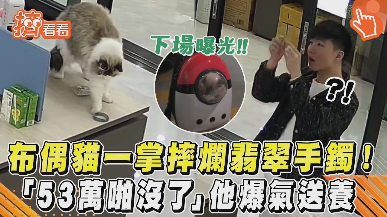 影音/布偶貓一掌摔爛翡翠手鐲! 「53萬啪沒了」他爆氣送養