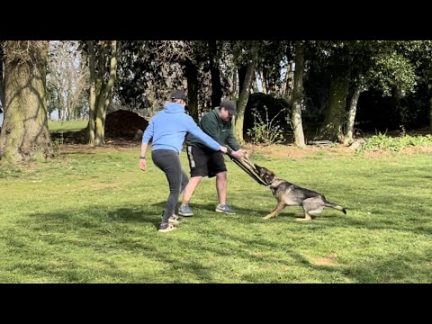 IGP Training - Barking and Bitework