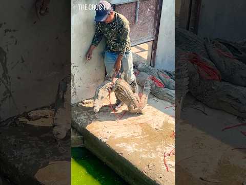 The workers released the crocodile into the water. #crocodile #funny #shorts #viral #shortvideo