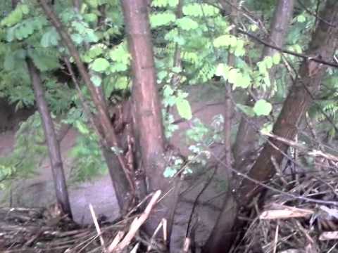 Rapa din tecucelul sec