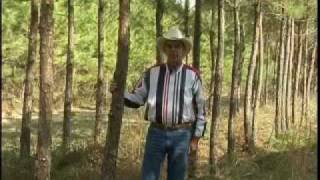 Silvopasture: 30 Years of Applying Research and Innovation