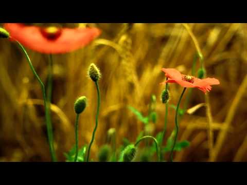 download lagu mp3 mp4 Baixar Musica De Joelhos Rafaela Pinho Playback, download lagu Baixar Musica De Joelhos Rafaela Pinho Playback gratis, unduh video klip Baixar Musica De Joelhos Rafaela Pinho Playback