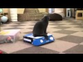 Mirá cómo hay gato encerrado en esa caja