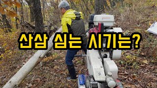 산양삼 심는 시기와 방법