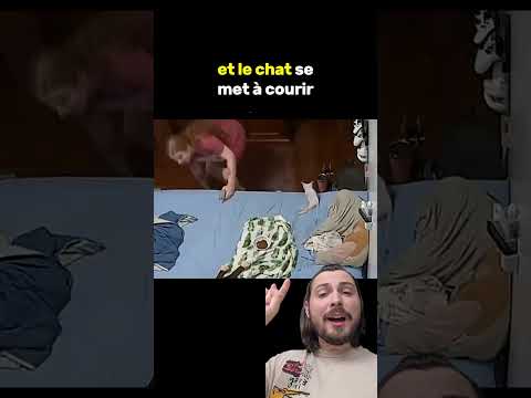 Ce qui arrive est complètement fou ! 😱#culturegenerale #animaux #nature #chat #marcher