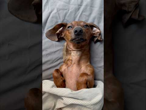 Mini-Dackel macht keine Morgenstunden 💤